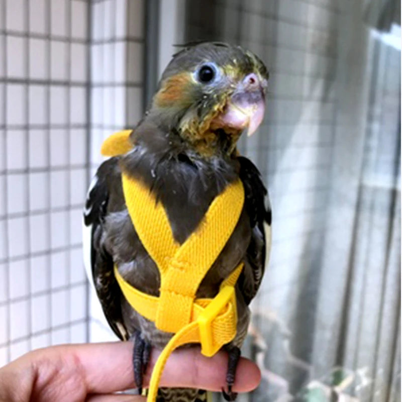 Parrot Flying Harness & Leash for Outdoor Bird Training Canada
