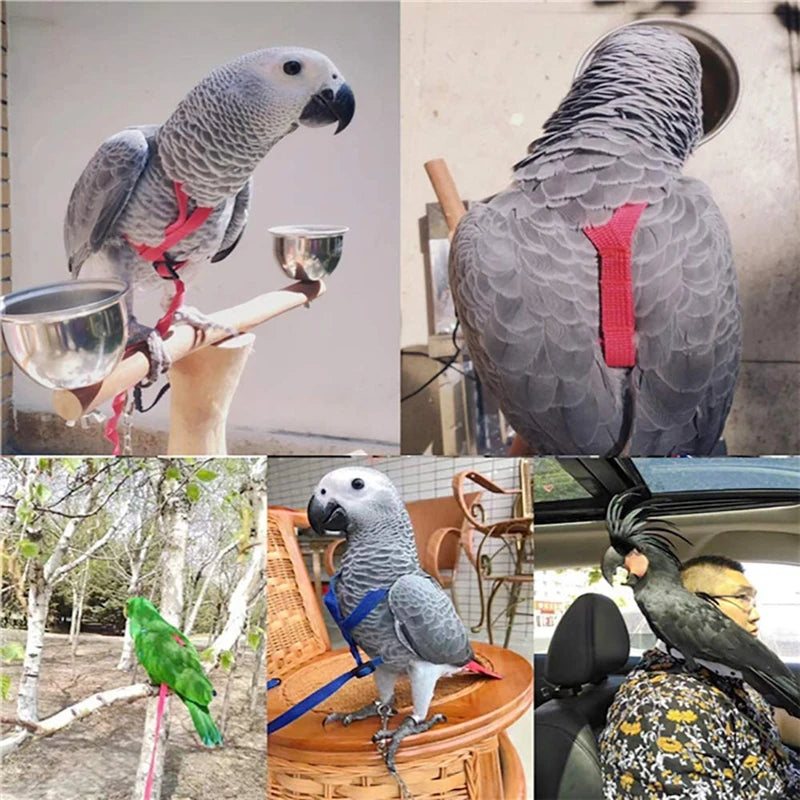 Parrot Bird Harness & Leash for Outdoor Flying & Training