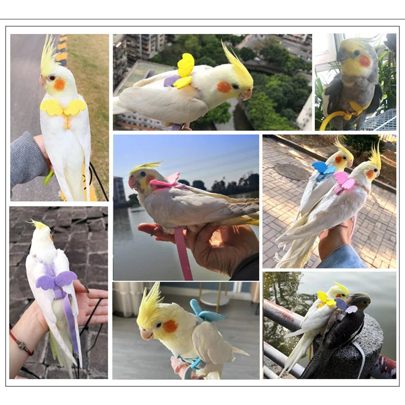 Parrot Flying Harness & Leash for Outdoor Bird Training Canada