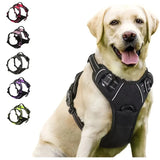 Canadian Leather Dog Collars, Harnesses & Leashes Set
