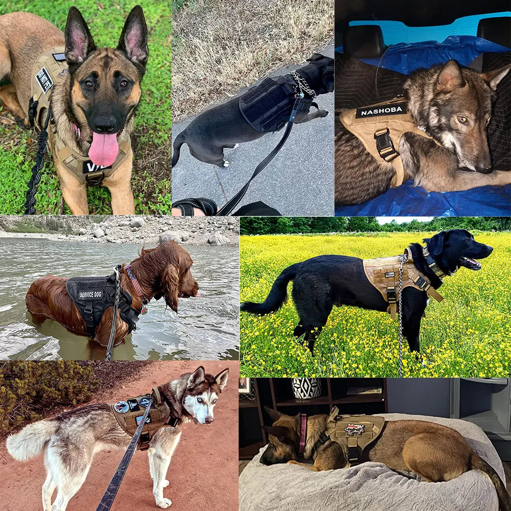 Tactical Dog Harness Vest w/ MOLLE | German Shepherd Malinois Training