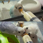 Baby Bird Feeding Kit: Syringe & Spoon for Milk & Medicine