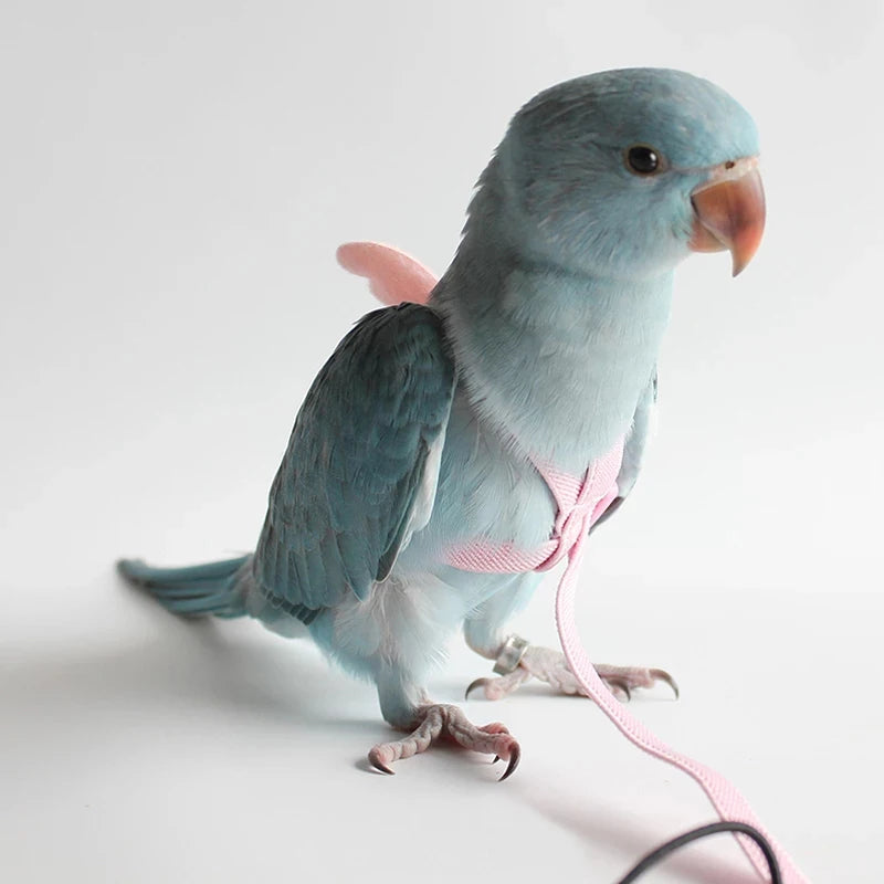 Parrot Flying Harness & Leash for Outdoor Bird Training Canada