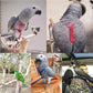 Parrot Bird Harness & Leash for Outdoor Flying & Training