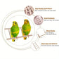 Durable Wooden Parrot Climbing Ladder Toy | Solid Bird Stand