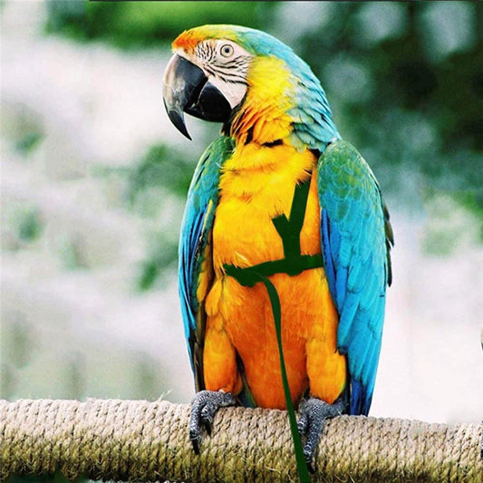 Parrot Bird Harness & Leash for Outdoor Flying & Training