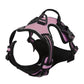 Canadian Leather Dog Collars, Harnesses & Leashes Set
