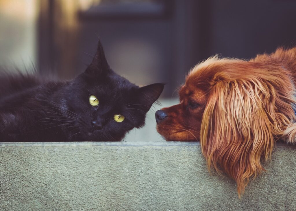 how to stop dog aggression towards cats.