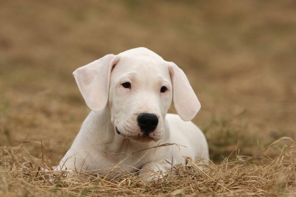dogon argentino banned in india
