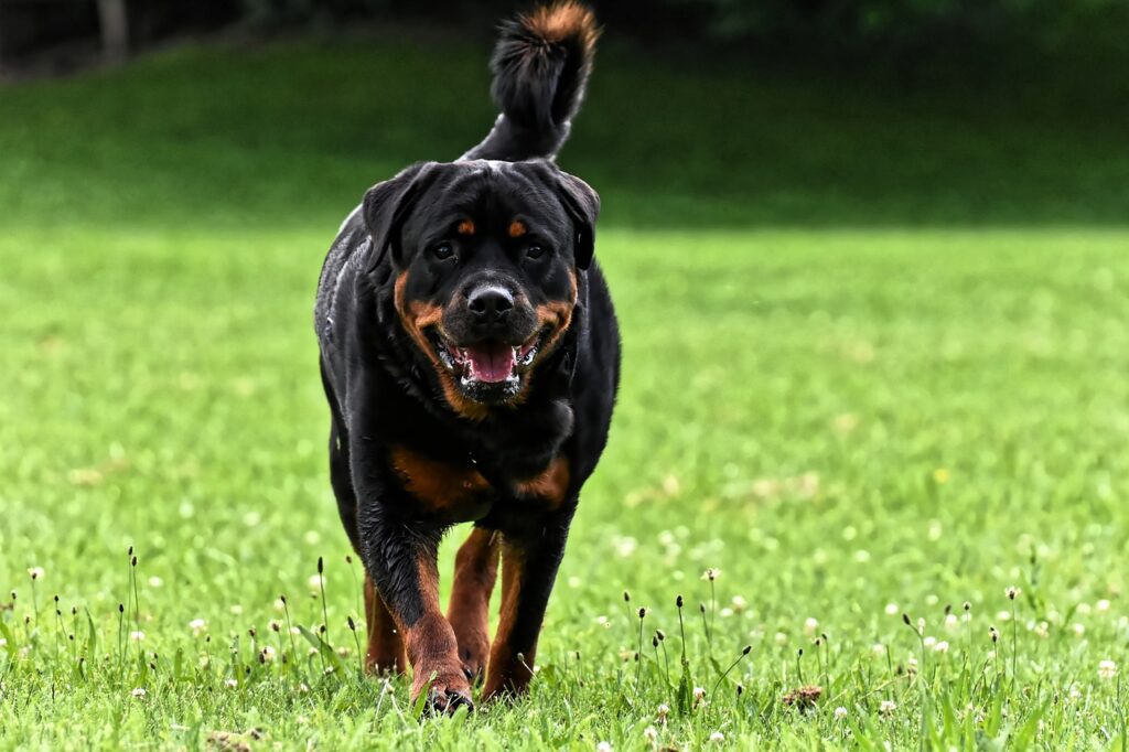 rottweiler banned in india